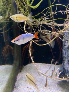 Melanotaenia Sp 'Kali Tawa'