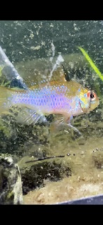 Mikrogeophagus ramirezi