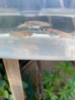 Oryzias latipes