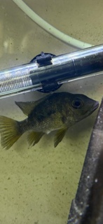 Ptychochromis grandidieri