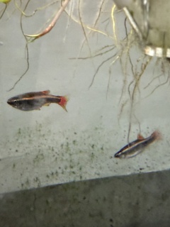 Tanichthys albonubes