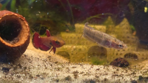 Betta channoides