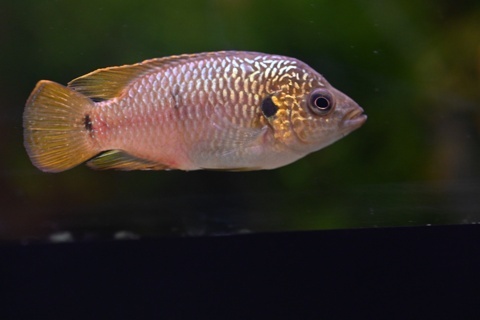 Rubricatochromis jebeli