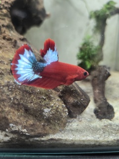 Betta splendens (Red Hellboy)