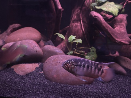 Ivanacara adoketa