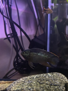 Nannacara anomala
