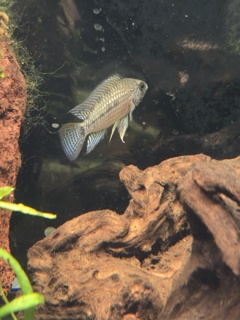 Apistogramma sp. Tapiche