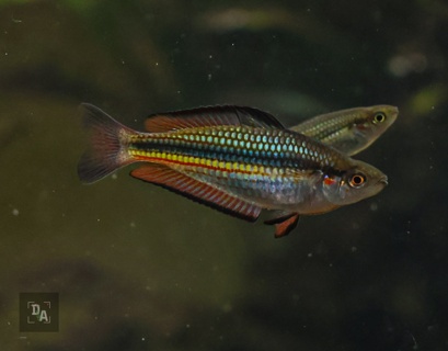 Melanotaenia duboulayi