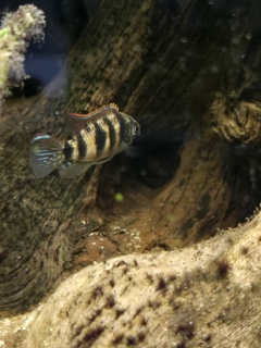 benjamin.schleich
