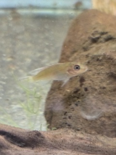 Nanochromis parilus