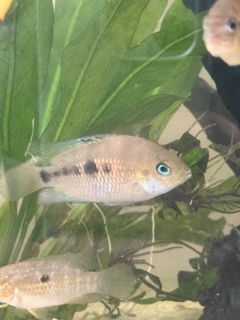 Amatitlania septemfasciata