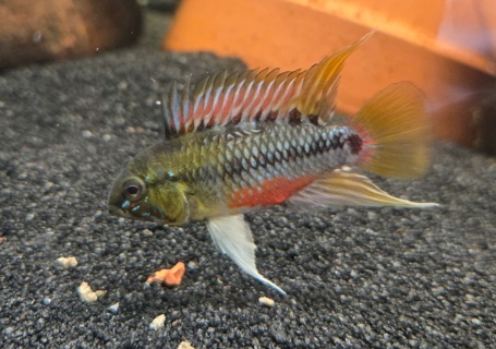 Apistogramma Hongsloi
