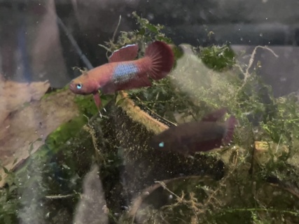 DragonFlyer