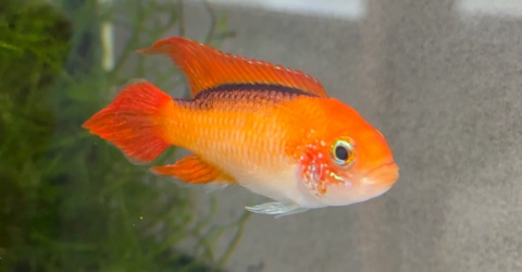 Apistogramma Agassizii Fire Red