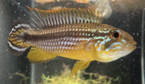 Apistogramma Agassizii Tefe Red Back
