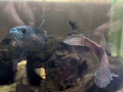 Betta antuta 'LP'