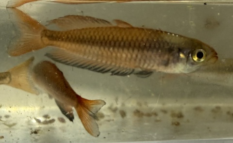 Rhadinocentrus ornatus