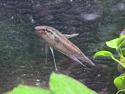 Betta dimidiata