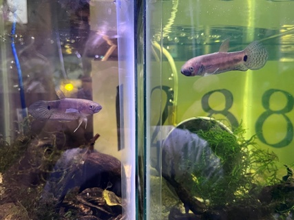 Betta unimaculata