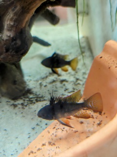 Mikrogeophagus ramirezi