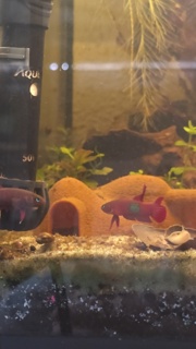 Betta brownorum