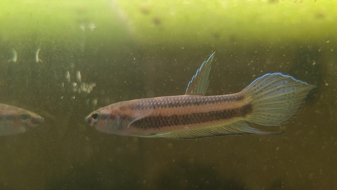 Betta cracens