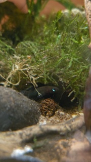 Betta hendra