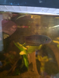 Betta simorum