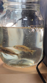 Copadichromis mloto