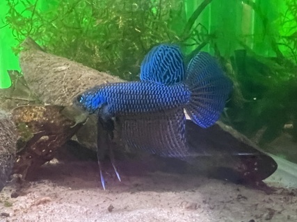 Betta smaragdina