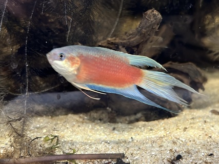Macropodus opercularis