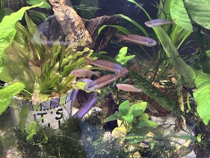 Rhadinocentrus ornatus