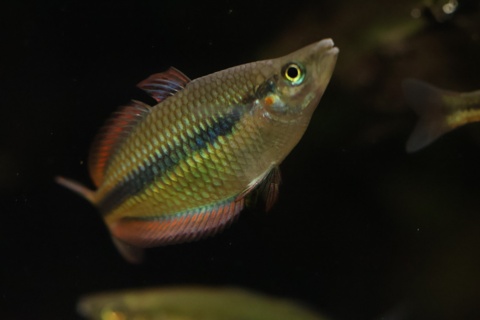 Melanotaenia trifasciata 'Pappan Creek'