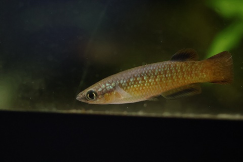 Pachypanchax sakaramyi