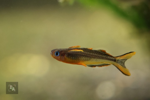 Pseudomugil furcatus