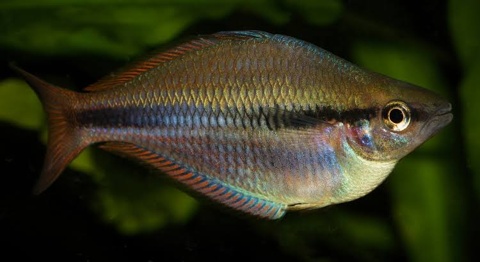 BTown_blackwater - Melanotaenia sp. iwur