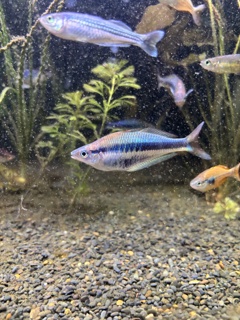Chilatherina alleni
