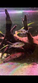 Copadichromis mloto