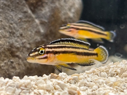 Julidochromis marksmithi