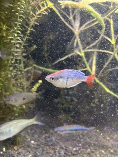 Melanotaenia Sp 'Kali Tawa'