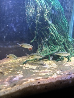 Glossolepis maculosus