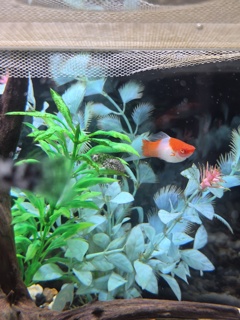 Xiphophorus helleri