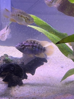 Laetacara araguaiae