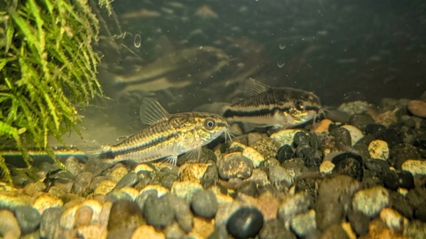 Corydoras pygmaeus