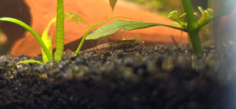 Indostomus Paradoxus