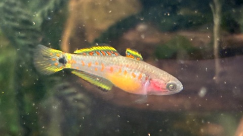 Tateurndina ocellicauda