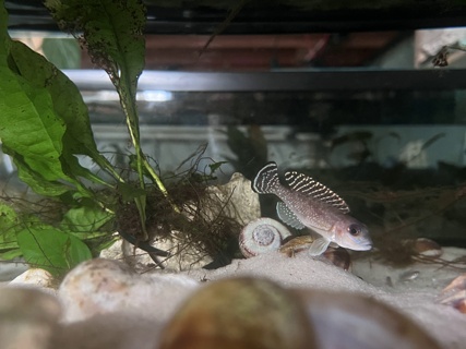 Lamprologus ornatipinnis 'Kigoma'