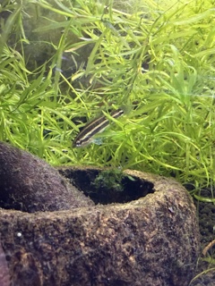 Parosphromenus cf. phoenicurus