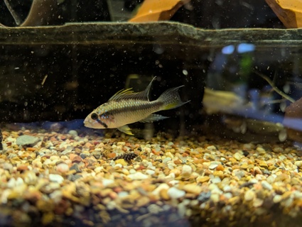 Apistogramma barlowi