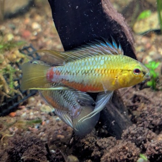 Apistogramma Hongsloi